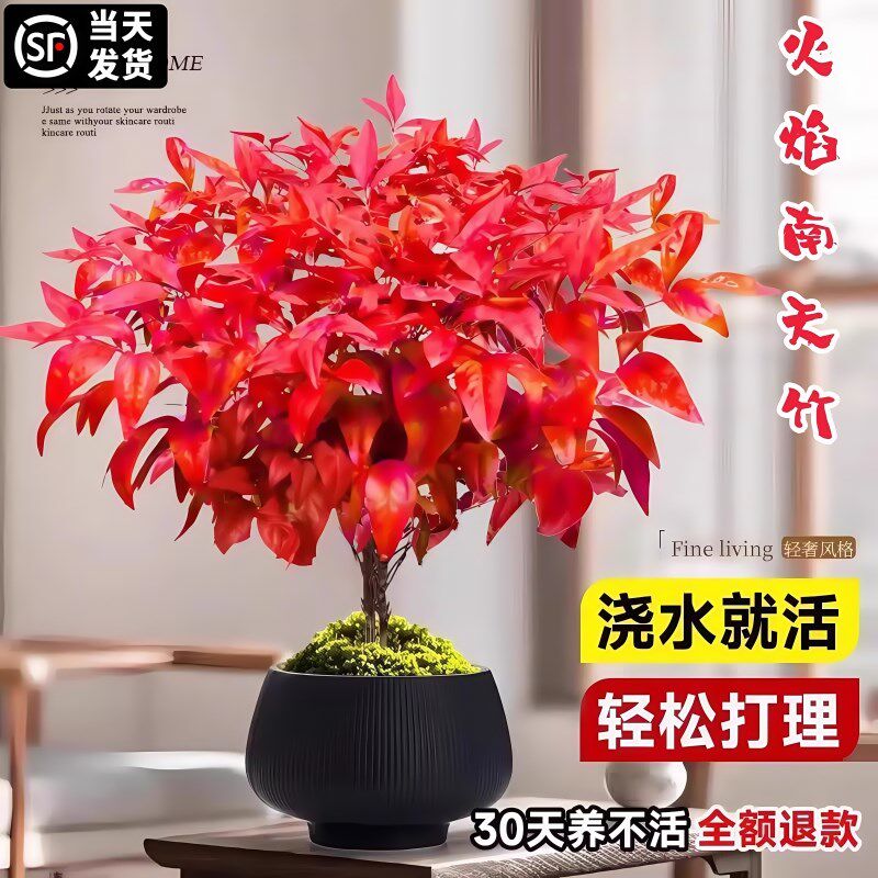 速发火焰南天竹盆栽矮化观叶小盆景室内禅意微景观耐寒绿植物好养