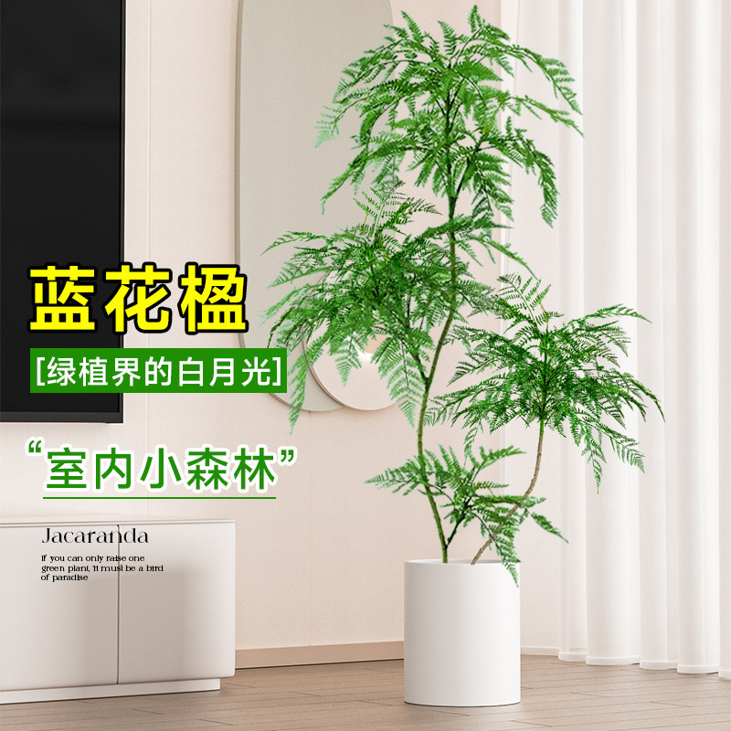 速发蓝色的花楹盆栽大型绿植办公室内客厅好养活植物落地老桩盆景