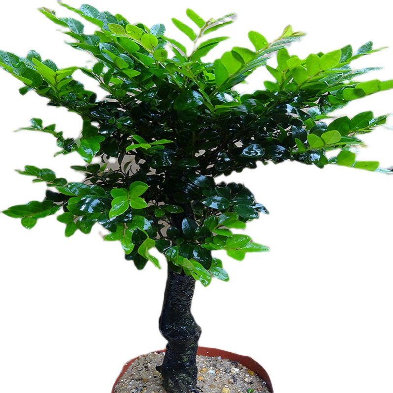 速发名贵小叶紫檀盆景植物树桩室内客厅盆栽花卉四季常青易养绿植