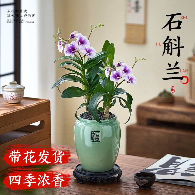速发龙城国兰粉黛泼墨石斛兰盆栽带花四季浓香型带花苞水培花卉绿