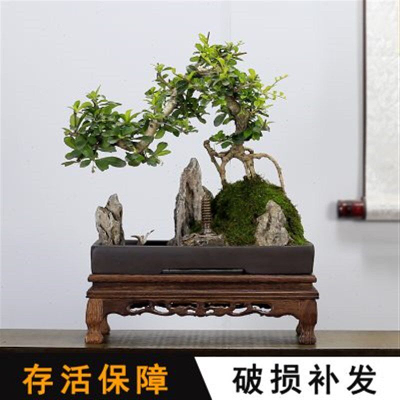 速发小叶福建茶山水假山盆景造型老桩植物室内客厅办公室茶室绿植