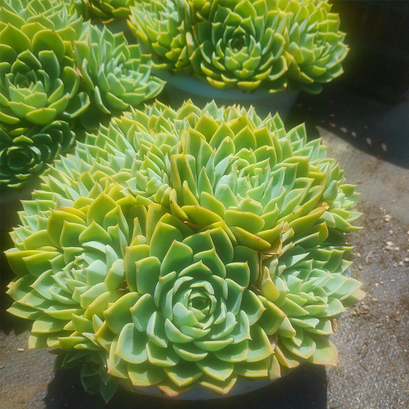 速发三色堇大盆精品多肉植物老桩云南基地直发家庭花园庭院绿化软