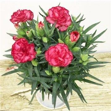速发康乃馨盆栽花苗带花苞室内台庭院花卉绿植好养四季开花不断