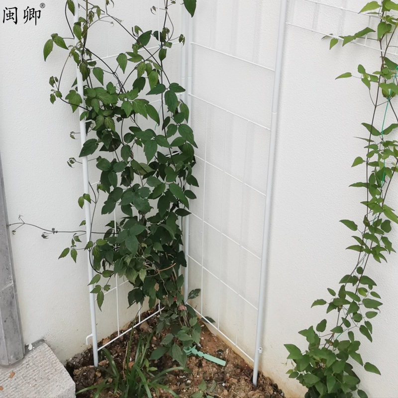 爬藤架网格花爬架花墙花架u月季铁线莲花卉攀爬支撑架阳台园艺栅图片