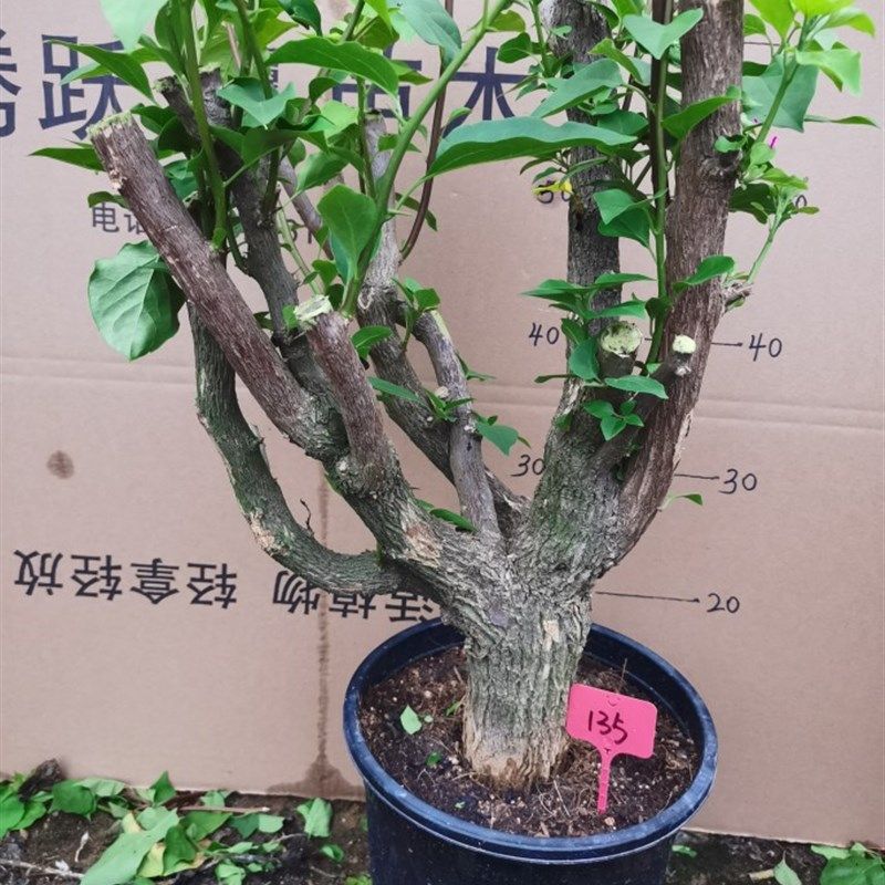 勒杜鹃--绿樱老桩三角梅本店满4A8元自动包邮庭院种植阳台楼顶观,鲜花速递/花卉仿真/绿植园艺,造型盆景,淘宝优惠券,粉丝福利购,淘宝优惠卷