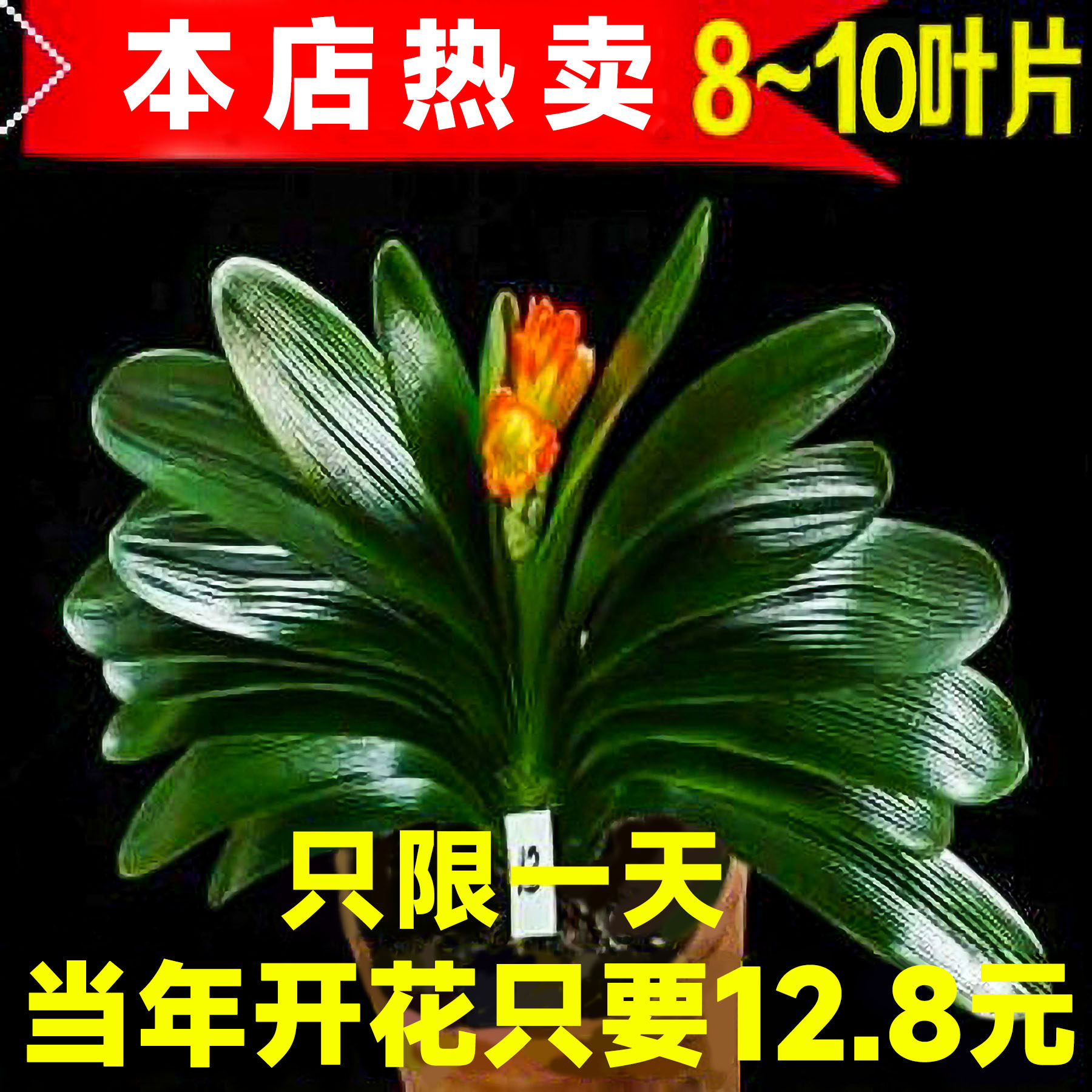 速发君子兰盆绿带花苞老尚好养四季多肉花卉栽植物室内圆头和根大