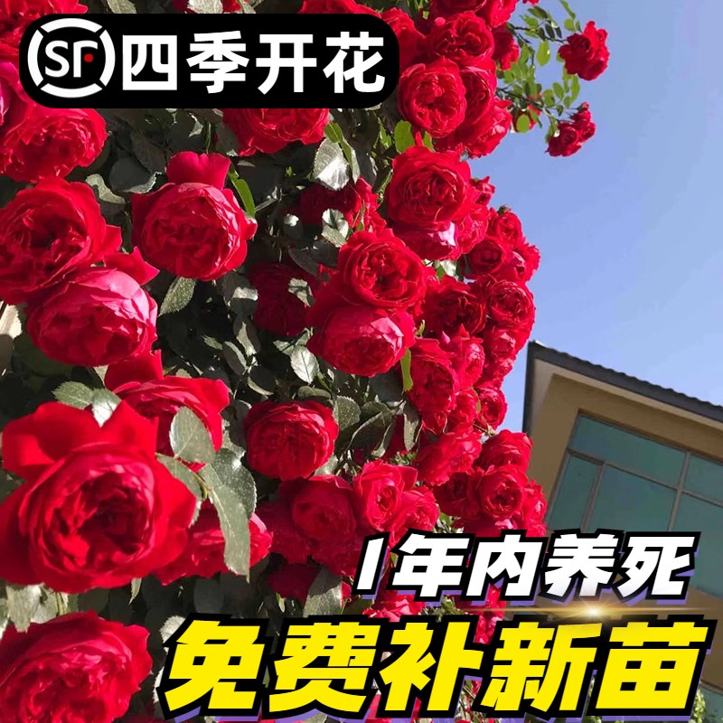 速发蔷薇花苗爬藤四季藤本月季大苗庭物爬墙植院好盆玫瑰养栽蒂娜