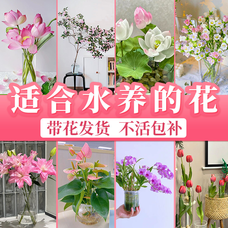 速发适合花养厅花室内客的花卉四季易养活台百合水水培植物盆景