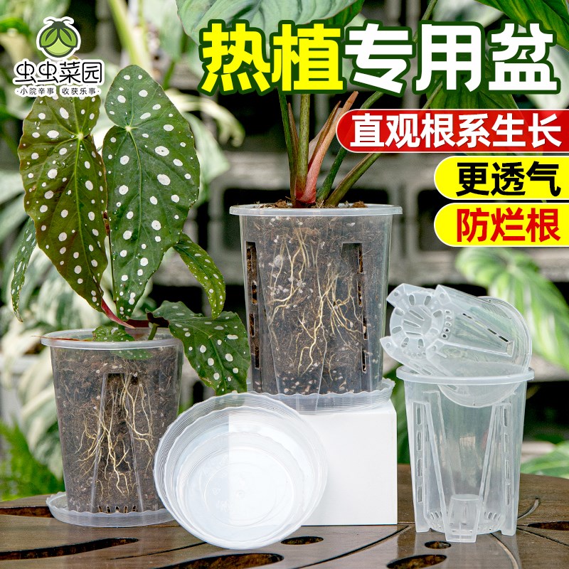 速发透明兰花水苔蝴蝶花专用兰盆龟背竹海芋秋海棠热山家用青植控