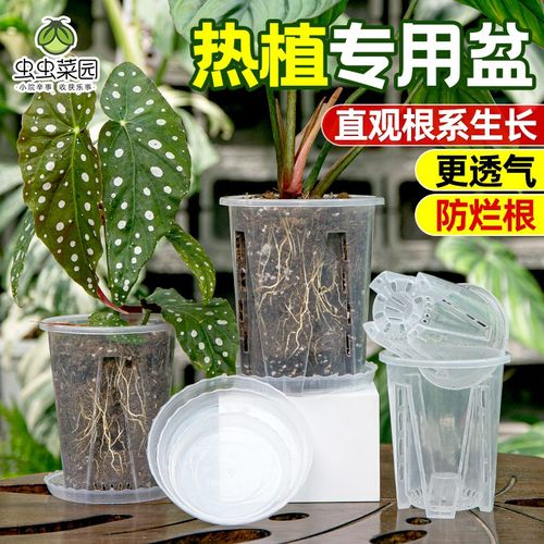 速发透明兰花水苔蝴蝶花专用兰盆龟背竹海芋秋海棠热山家用青植控