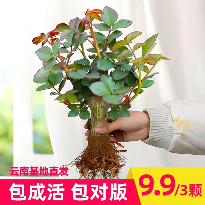 速发云南直发玫瑰月季花苗老桩老根室内台四季开花盆栽浓香对版大