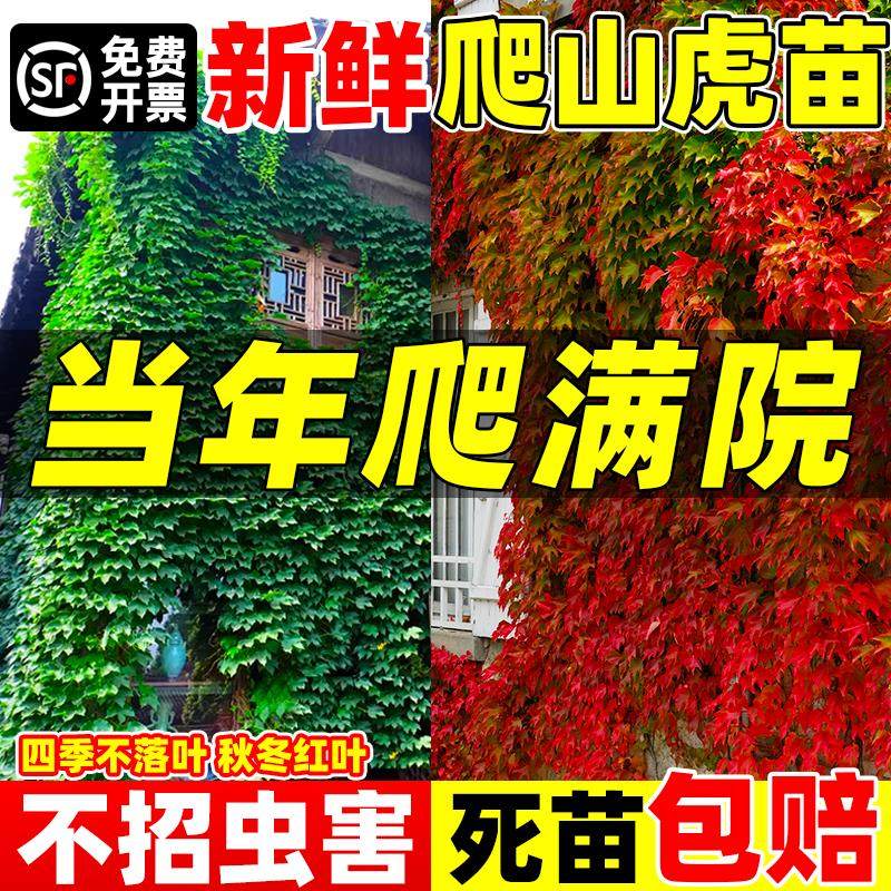 速发爬山虎苗爬藤四季青叶不落常庭院藤蔓植物五叶三叶爬墙虎草种