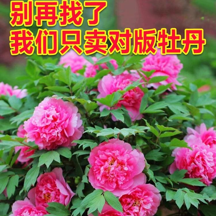 速发品种牡丹带苗重瓣台花苗盆栽庭院大花卉四季开花花芽根快牡丹