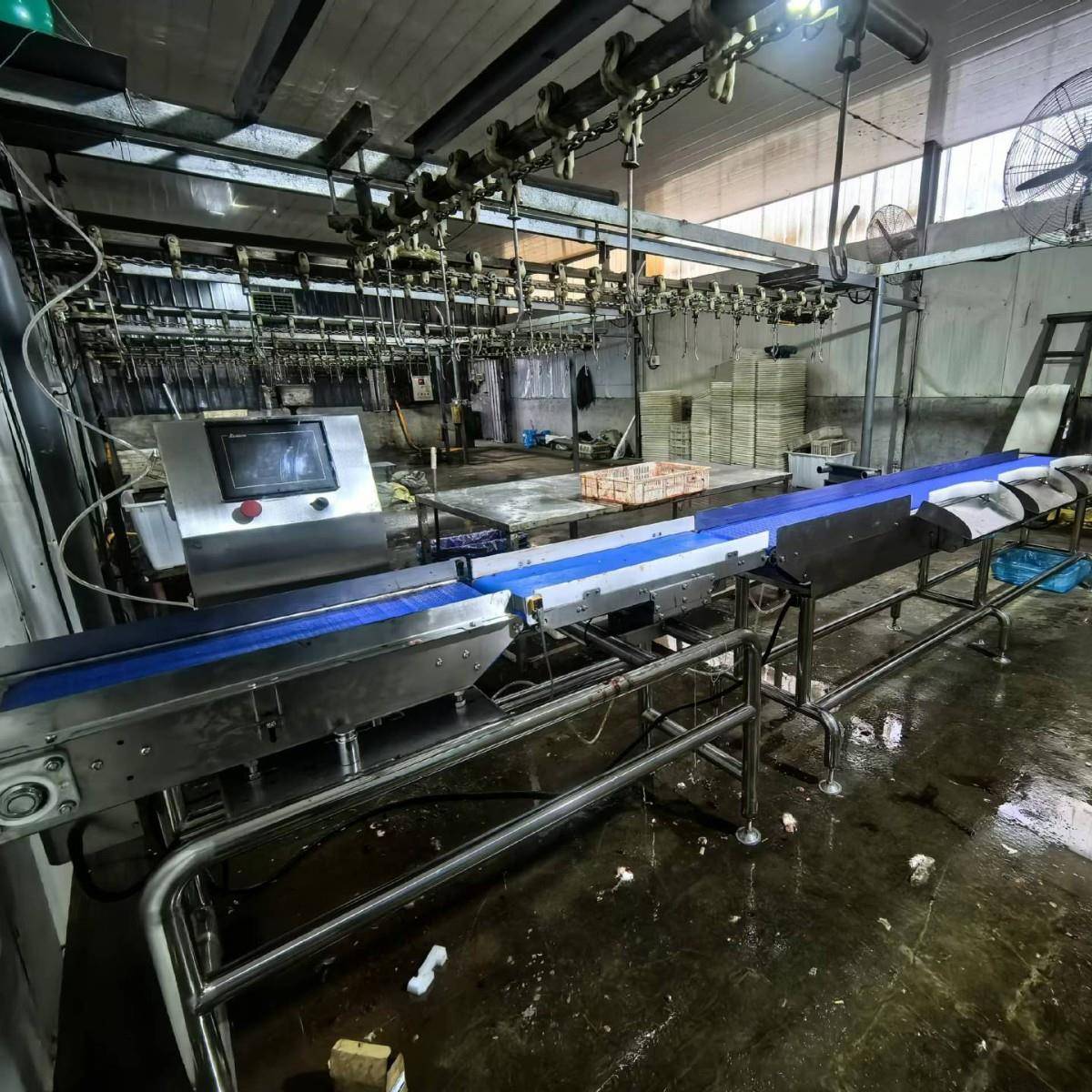 整鸡整鸭皮带重量分选机多宝鱼自动称重海鲜鱼类产品分级机