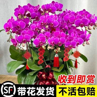 养活大春节带花卉花型盆栽蝴蝶兰植物剑兰花室内花苞]客厅花大好