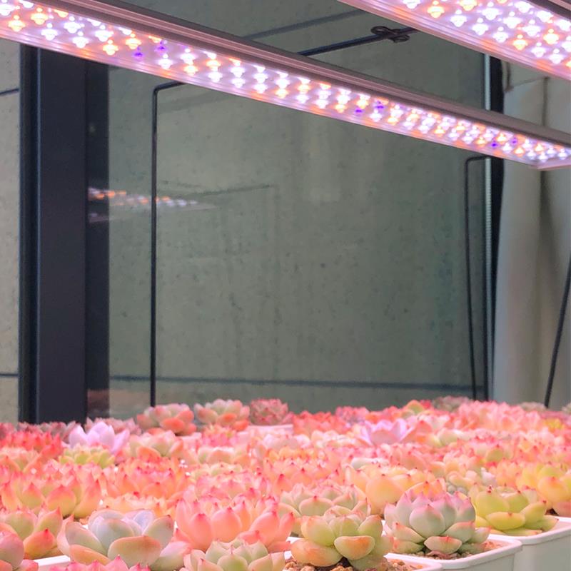 grhoKwligt植物KS_N款植补燈生长灯光led红蓝光全光谱大灯排T8T5