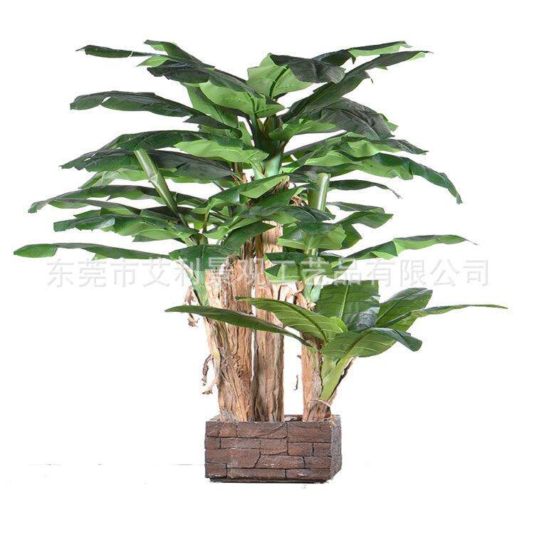 植物蕉树芭室内橱热HOM带盆栽饰树装人窗造景观树绿植