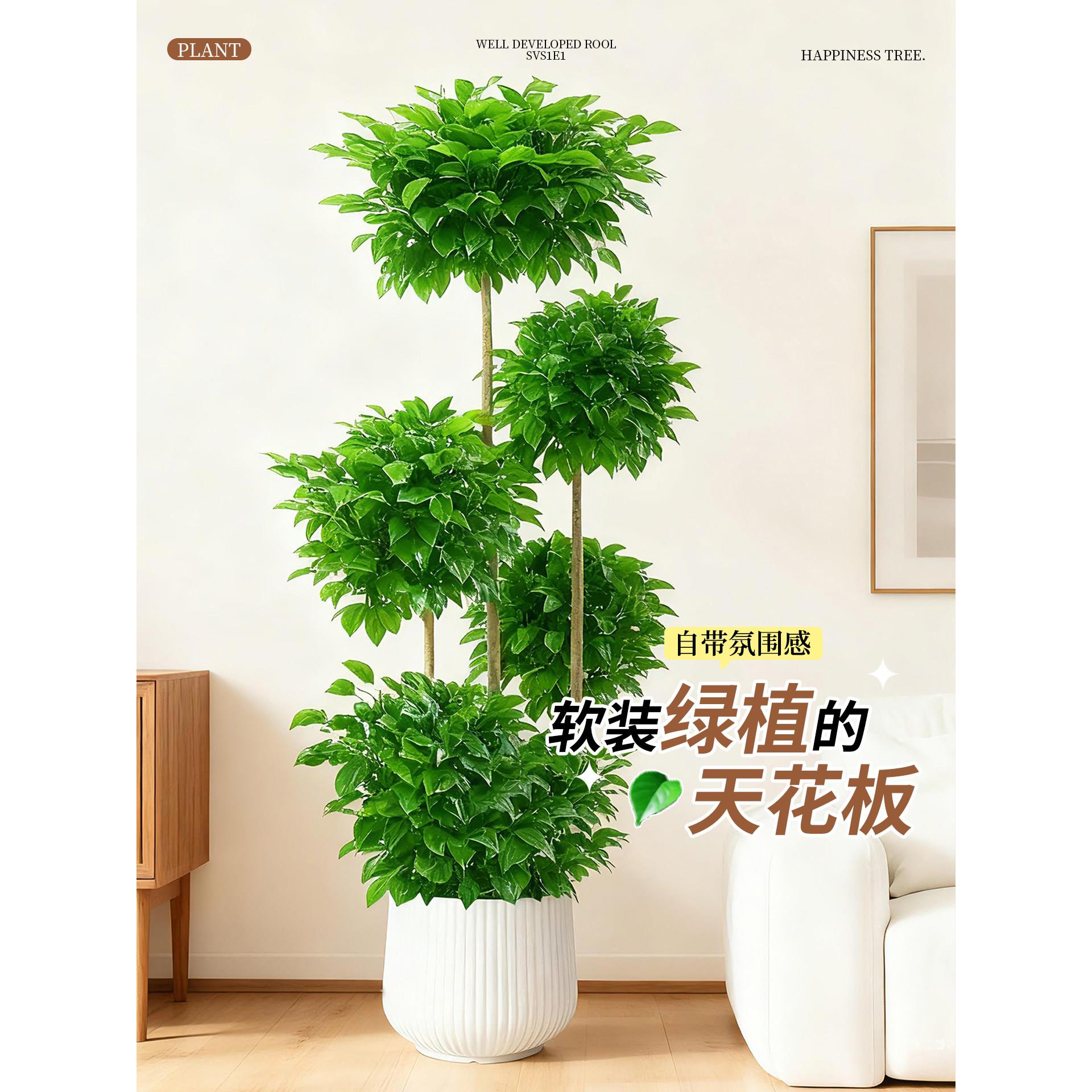 幸福树客厅大型绿季盆栽物室内植落地老桩高级感盆景平安树XINGFU