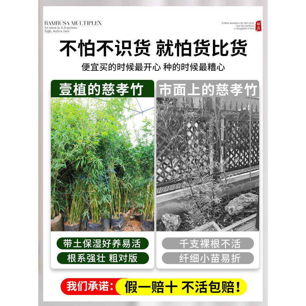 丛方慈孝竹盆栽竹苗绿cxz0104y生植庭院室外景观竹子苗南北青四季