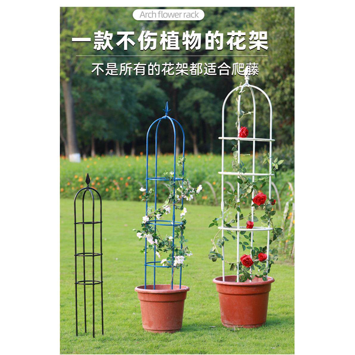 虹架越藤052411植种架子玫瑰花架铁线 线莲本月季爬藤植物家庭园