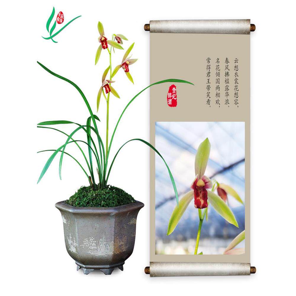 建兰兰花四贵妃醉酒NHX浓植香花季卉盆盆景栽土绿植带草物花苞名