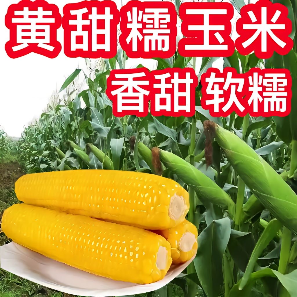 粘掉牙黄玉米种子香甜粘糯软糯黄玉米种籽四季播种高产大田种孑籽