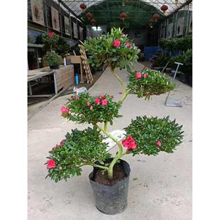 造型游龙杜鹃花盆栽盆景室内室外绿植花卉杨梅红樱桃红西玛小桃红