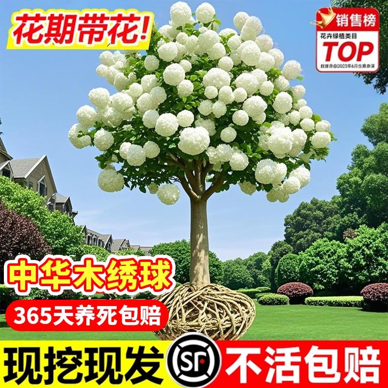 中华木绣球树苗大花斗球苗老桩白麻球庭院别墅木本风景树无尽夏花