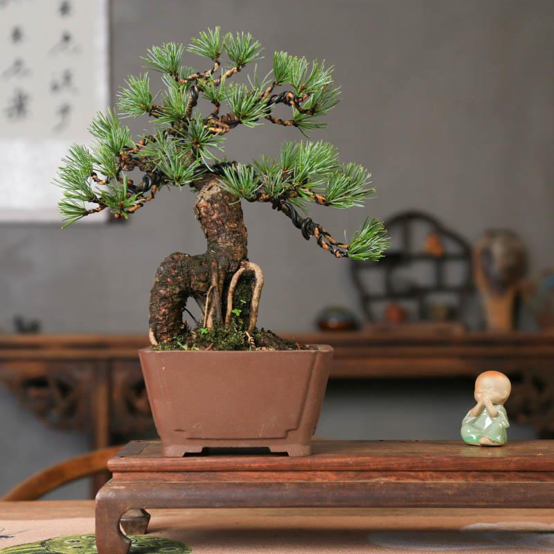宫岛五针松中式造型盆景室内茶桌玄关茶桌摆放松树老桩送长辈礼物