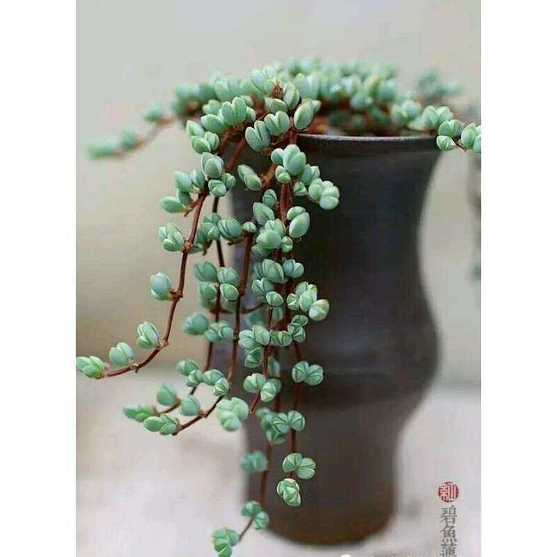 速发吊兰大盆水蜜桃组合仙杯碧玉莲多肉老桩油画山地碧鱼莲姬玉露