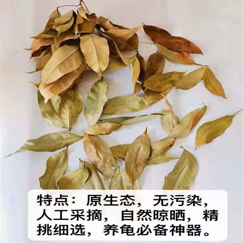 速发乌龟专用龙眼叶养龟预防腐皮烂甲躲避造景缸改善水质懒人叶子