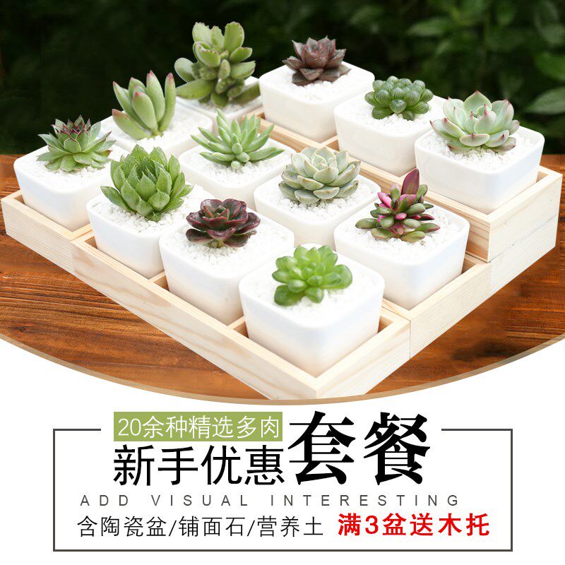 速发多肉新手套餐办公室肉肉创意多肉植物组合盆栽含盆带土包邮