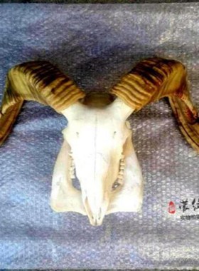 现货速发蒙古餐厅装饰木架镶钻羊头骨标本真羊头工艺品羊头骨挂饰