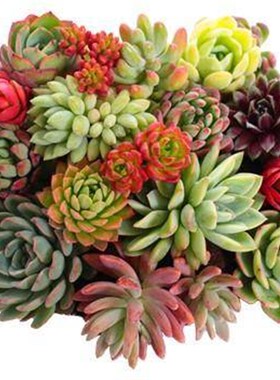 速发Chlorophytum bos idoor offe love plat ped