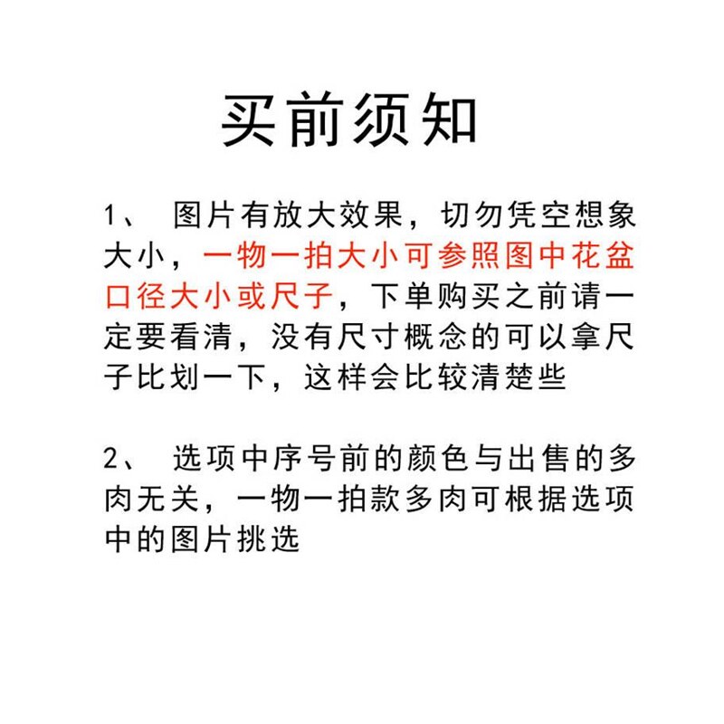 速发带种夹生石花一物一拍三年母本开花株寿丽饼干石头花屁屁精选