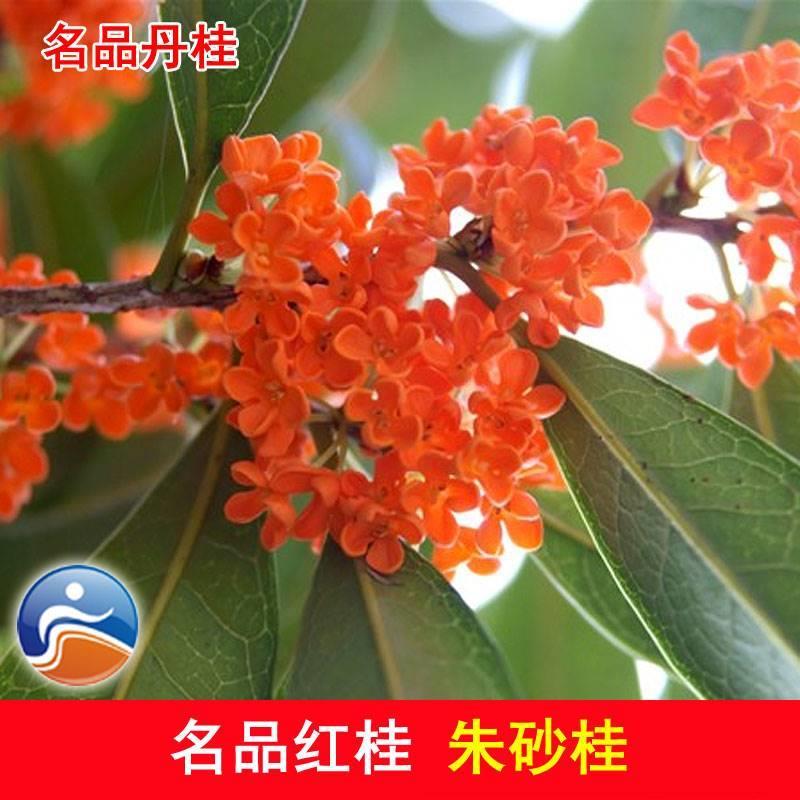 速发红桂花 名品丹桂状元红桂花苗 珍稀红桂朱砂桂 四季红桂花苗