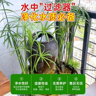 水培植物水竹旱伞草鱼缸造景净化水质水草水生植物鱼池塘龟缸水杉