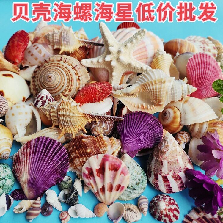 海螺 贝壳 20个种类不重复 20个装 海螺套装 鱼缸造景