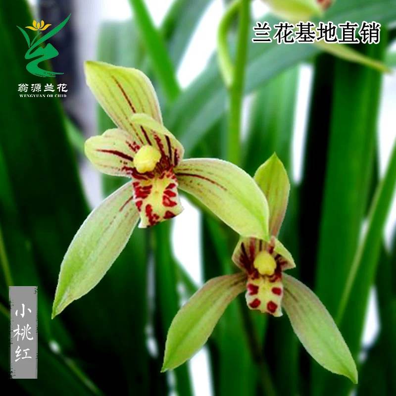 翁源兰花建兰小桃红【开花机器】带花苞开花浓香好养室内花卉盆栽