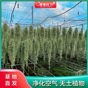 空气凤梨老人须无土植物净化空气客厅室内盆栽懒人绿植松萝空凤