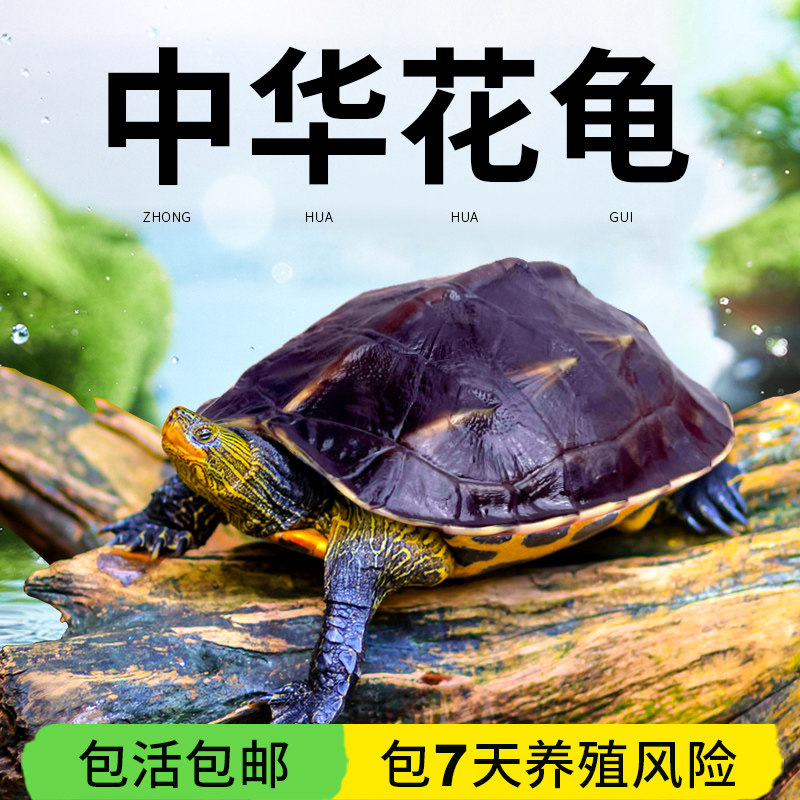 外塘珍珠龟活体宠物花龟苗子中华花龟草龟杂交宠物观赏乌龟水龟,包装,包装胶带,淘宝优惠券,粉丝福利购,淘宝优惠卷