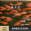 喷火灯小型热带观赏鱼火焰灯鱼群游水族宠物