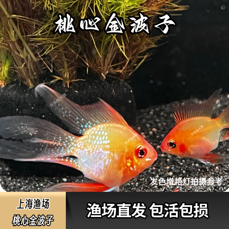 长尾金波子苗子荷兰凤凰鱼种鱼公鱼