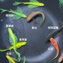 蝶翼斑马七彩荧光龙凤暗夜翡翠蓝莓紫色仙新手好养小型热带观赏鱼