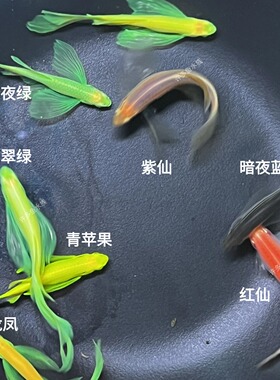 蝶翼斑马七彩荧光龙凤暗夜翡翠蓝莓紫色仙新手好养小型热带观赏鱼