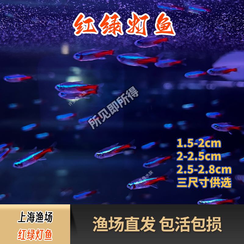 红绿灯霓虹灯热带淡水鱼小型灯科鱼群游新手鱼草缸南美缸