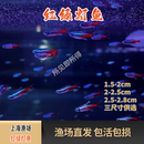 红绿灯霓虹灯热带淡水鱼小型灯科鱼群游新手鱼草缸南美缸