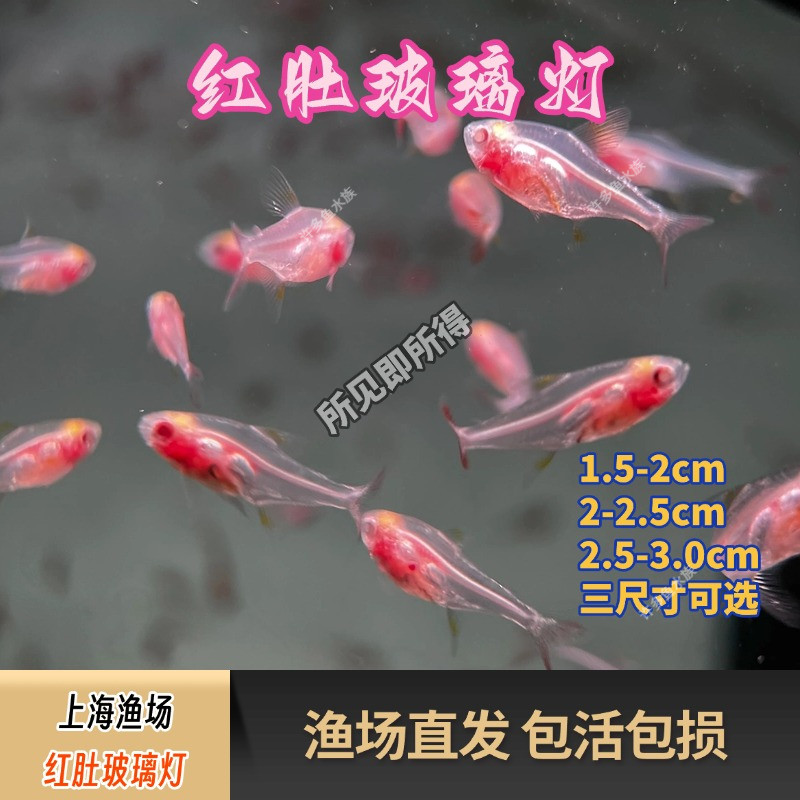 红肚玻璃灯小型灯科鱼包损热带观赏淡水鱼草缸群游鱼