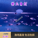 紫三角灯观赏鱼热带鱼淡水小型鱼上海 包损专业打包发货 包邮