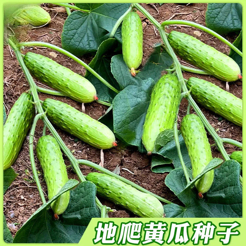 【下单立减30】懒人地爬瓜种子春秋免搭架懒人易种水果黄瓜耐旱